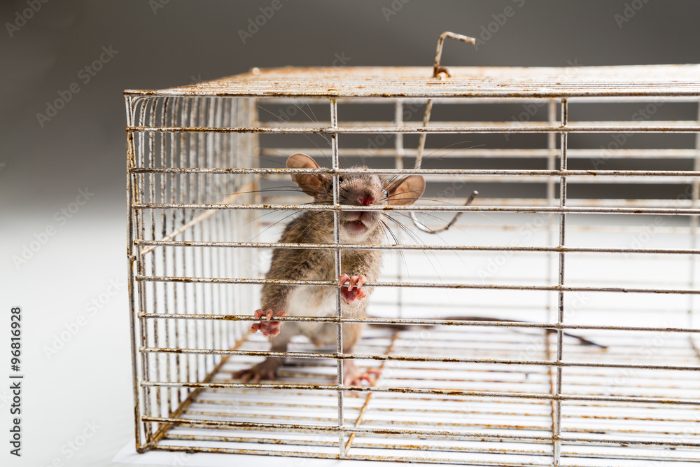Top Effective Home Remedies to Get Rid of Rats