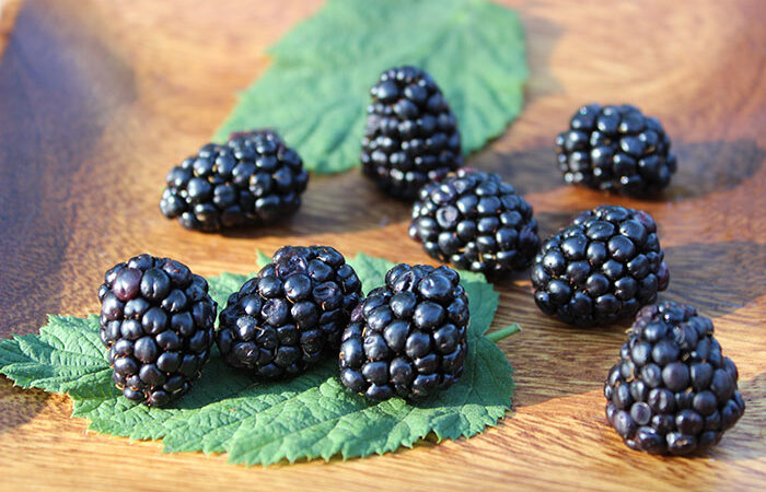 Blackberries Are Important for Men’s Health